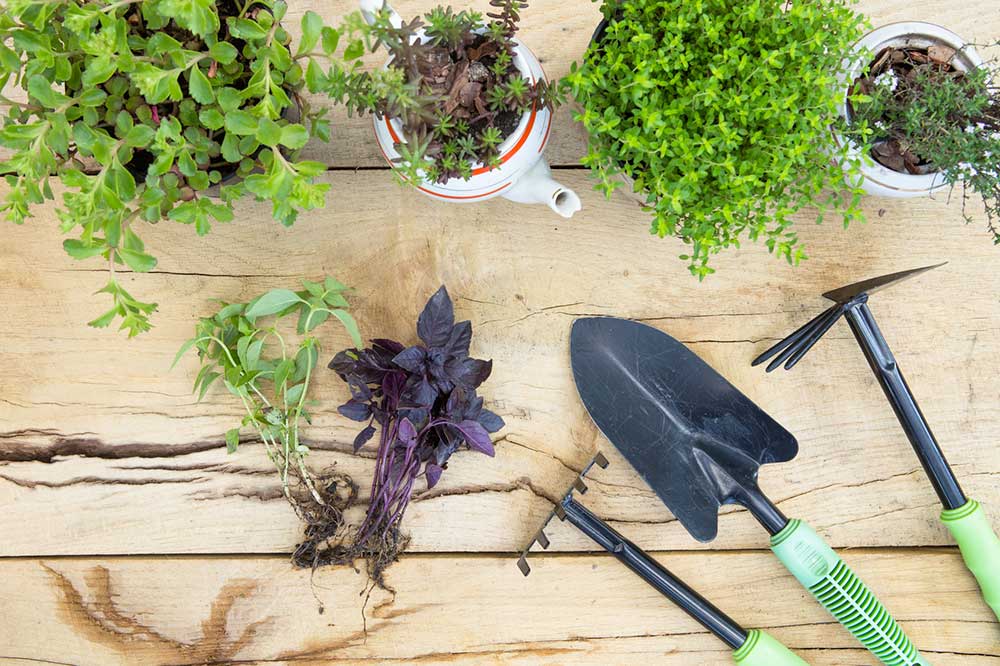 Aide au jardinage pour personnes âgées