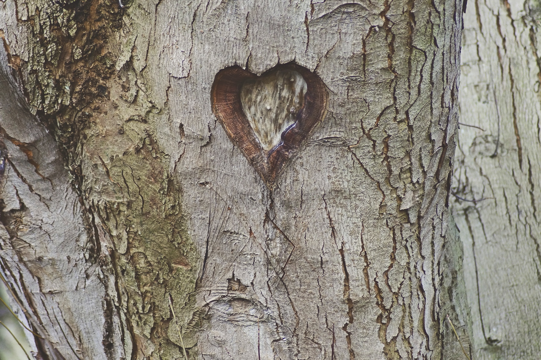 L'amour de longue durée : qu'est-ce que cela implique et comment le protéger ? 