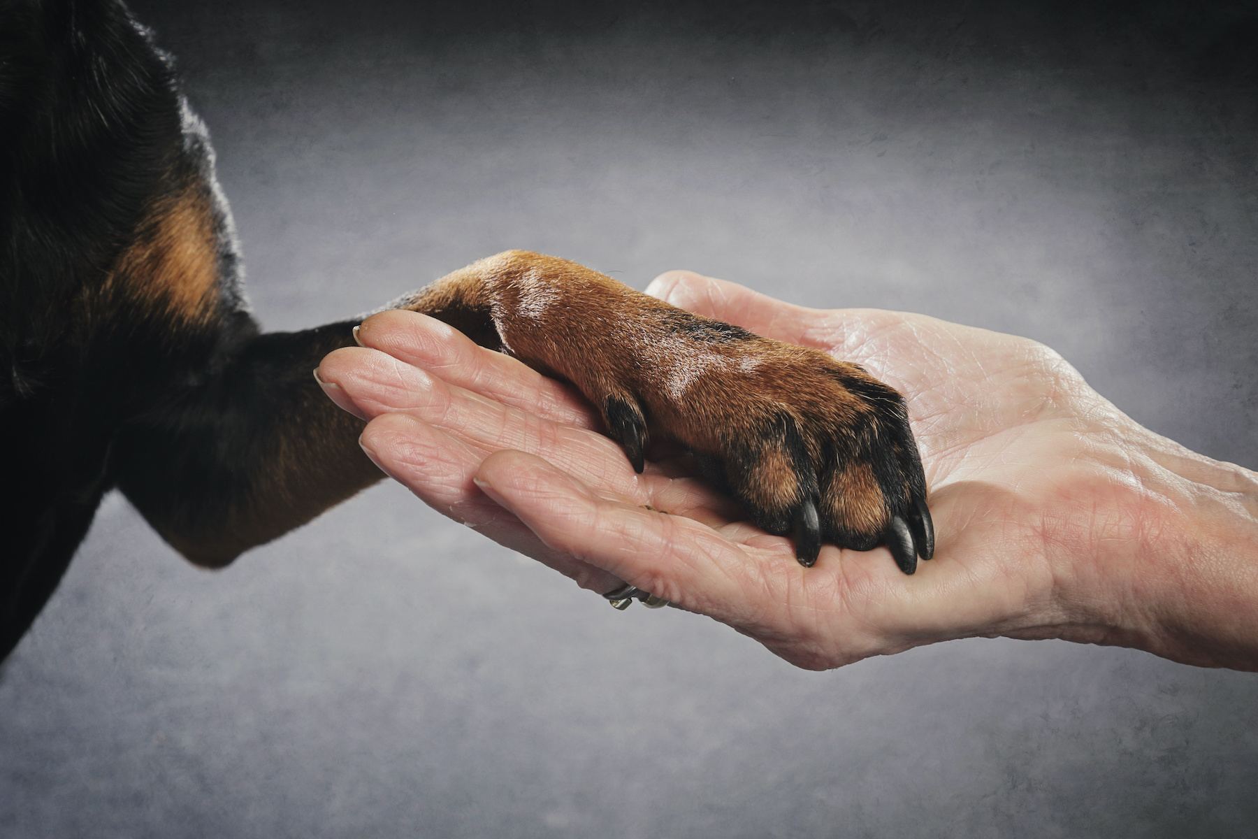 Adopter un animal de compagnie peut apporter de nombreux avantages.