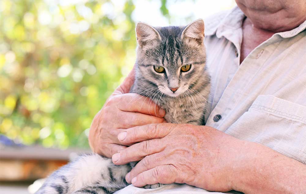 Chat de compagnie : Avantages et inconvénients