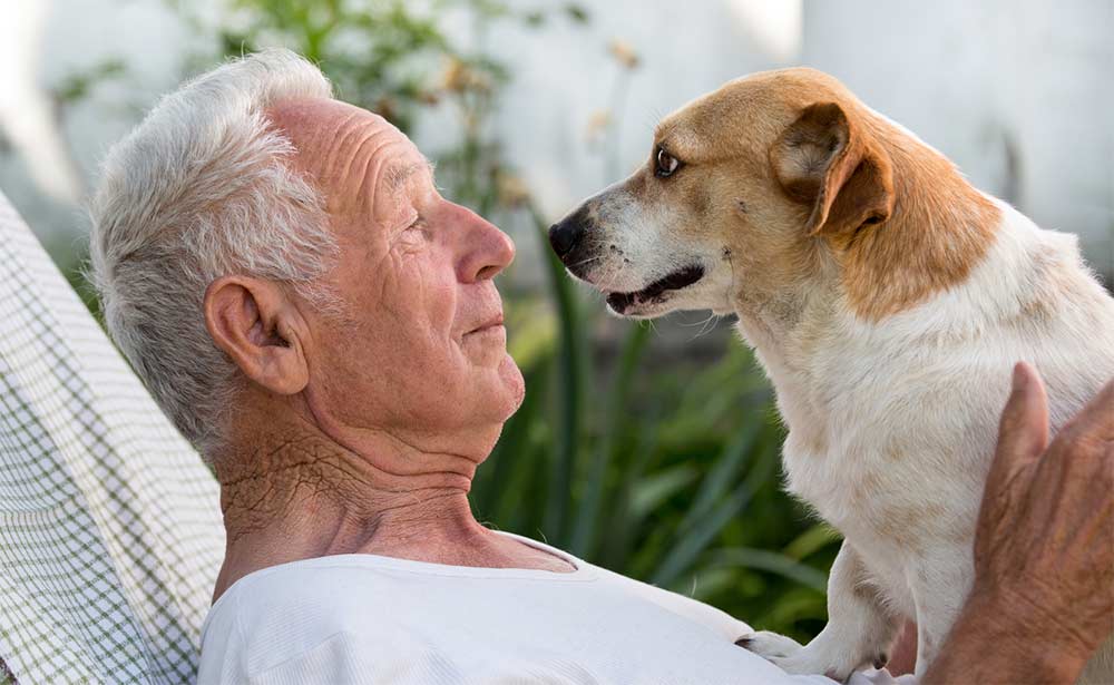 Chien de compagnie : Avantages et inconvénients