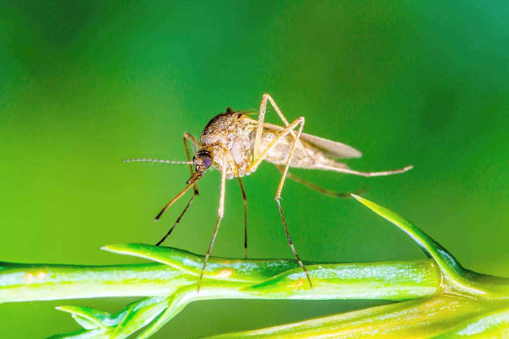 Avoid mosquito bites