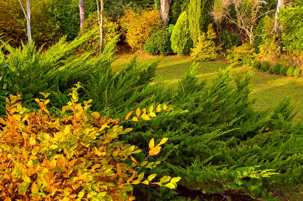 Le Jardin : que faut-il y faire cet automne ?