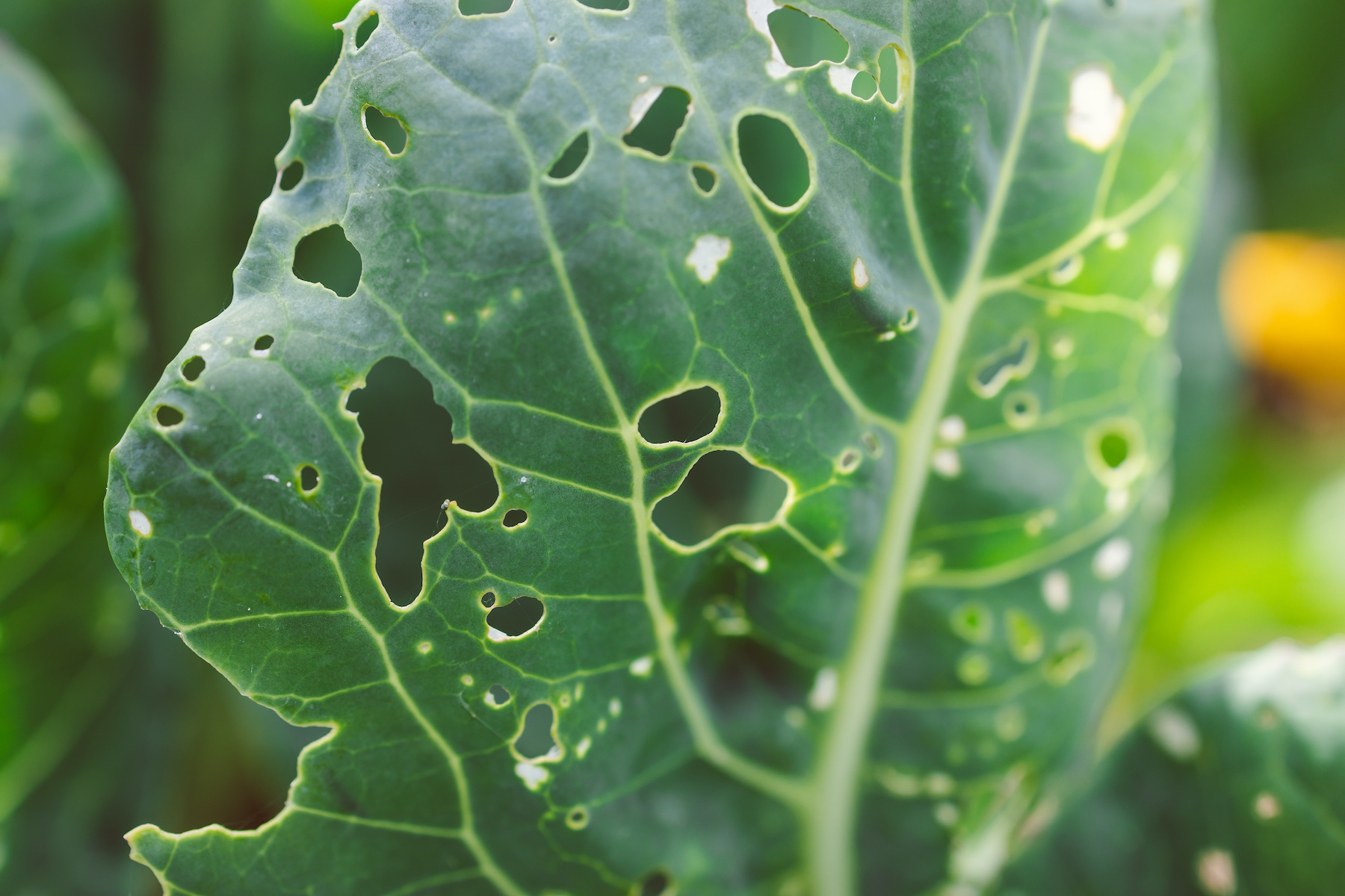 Quels sont les nuisibles les plus courants au potager ?