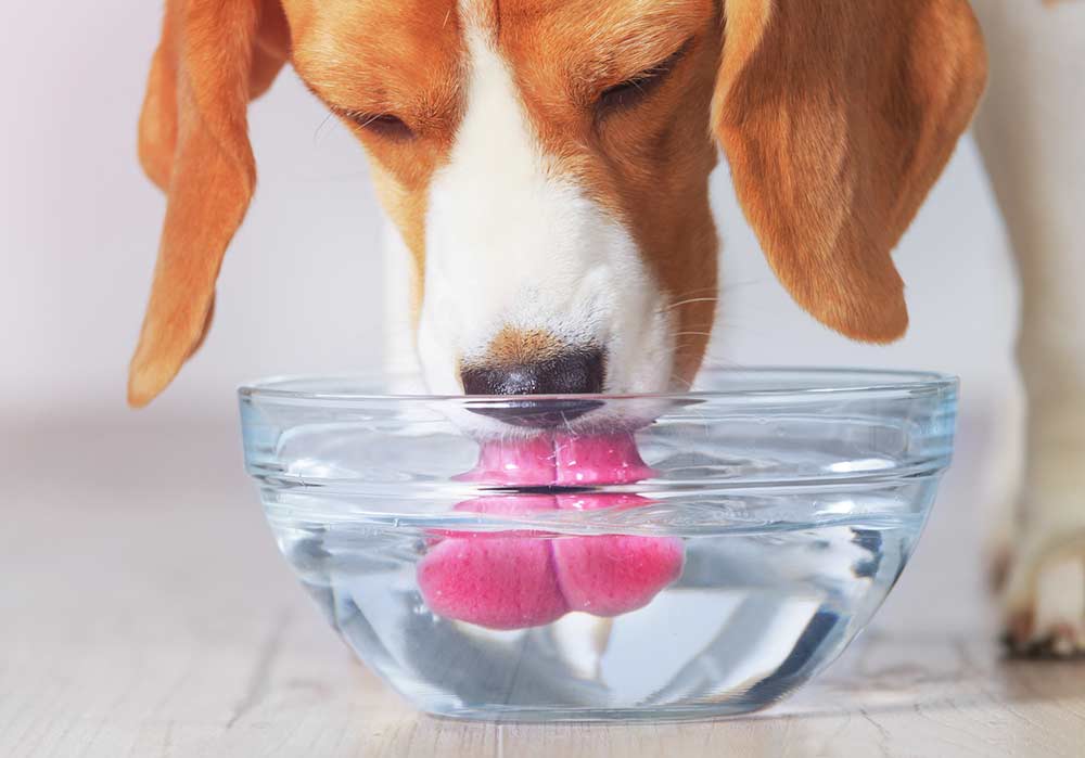 Comment protéger nos animaux de la chaleur ?